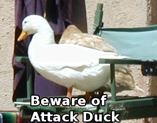 beware of Attack Duck