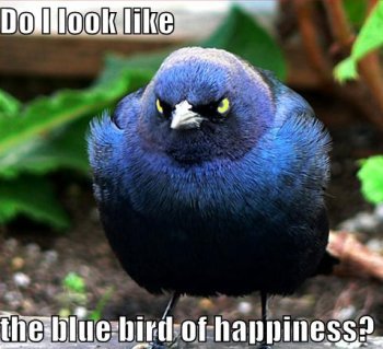 angry bluebird, caption 'do I look like the bluebird of happiness?' 