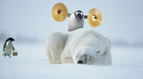 Penguin who's about to crash two cymbals together standing behind sleeping polar bear