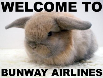 bunny, ears at 180 degrees, caption 'Welcome to Bunway Airlines'