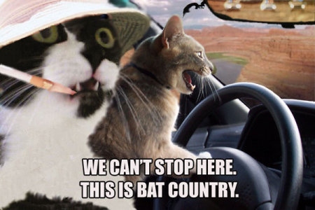 Cats driving car, caption, 'We can't stop here.  This is bat country!'