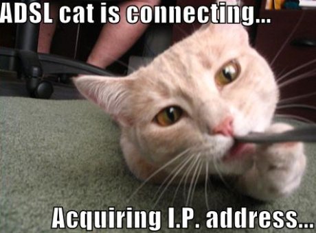 ADSL cat is connecting...