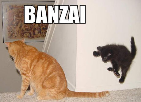 kitten jumping on unsuspecting much larger cat. BANZAI.