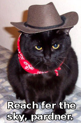 cat wearing cowboy hat