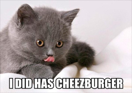 cat saying 'I did has cheezburger' 