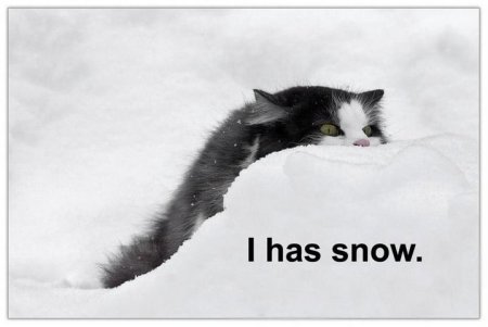 cat in snow, caption 'I has snow'