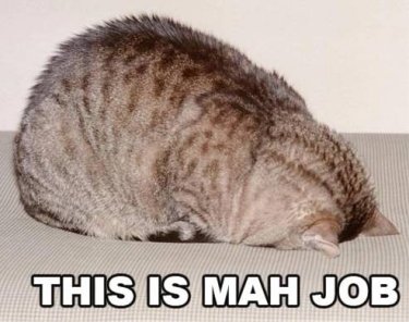 cat with face in sofa, caption 'this is mah job'