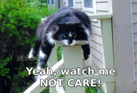 cat looking very very annoyed, caption 'yeah, watch me NOT CARE'