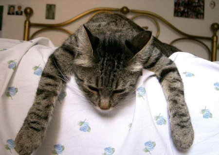 cat snoozing