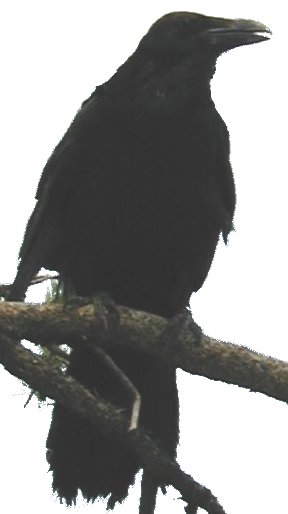 crow sitting on branch