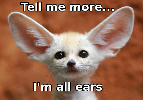 fennec foxes, caption 'tell me more, I'm all ears' 