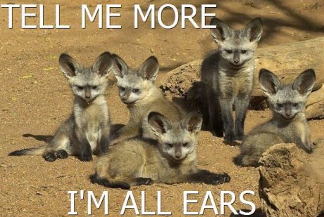 family of fennec foxes, caption 'tell me more, I'm all ears' 