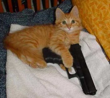 kitty with gun