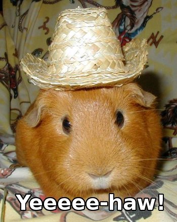 guinea pig wearing cowboy hat, caption YEE-HAW!