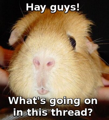 hay guys! What's going on in this thread?