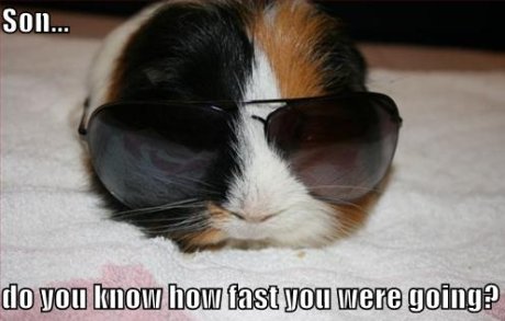 Guinea pig with sunglasses, caption 'Son, do you know how fast you were going?' 