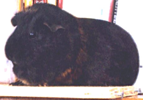 Samantha the guinea pig, sitting on a bookshelf, looking fuzzy
