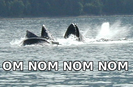 humpback whales bubble-net feeding
