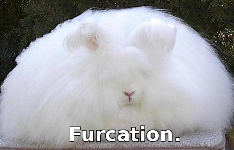 fluffy bunny, caption 'Furcation' 