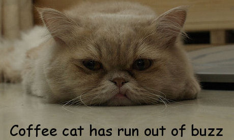 coffee cat has run out of buzz