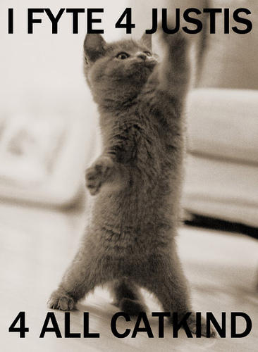 kitten captioned 'I fight for justice for all catkind!' 