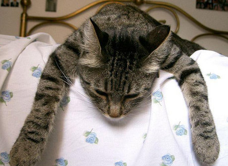 cat lying on bed looking REALLY TIRED