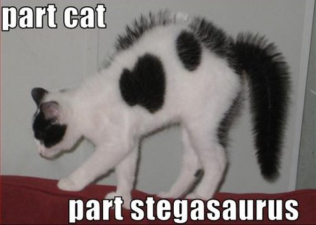 part cat, part stegosaurus