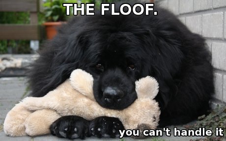 giant fluffy Newfoundland dog