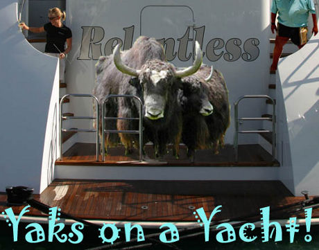 not quite as silly as 'Wombats on a Vespa' Yaks on a Yacht