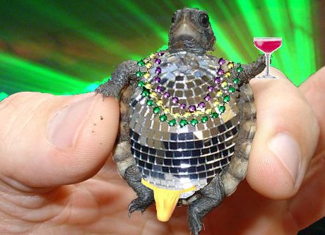 You can tell by the way I use my walk I'm a ladies' turtle... turtle crossed with disco ball