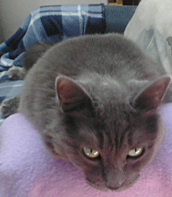 I'll pounce on you. LATER. Anna zonked out in chair, looking bored
