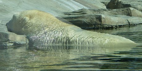 blerp blerp blerp BLORP polar bear getting out of the water