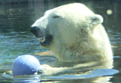 blue ball, not blue teeth, but whatever happy polar bear with blue plastic ball