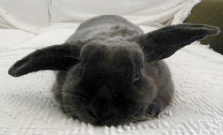 we've got problems at O'Hare black bunny with ears in 'airplane' pattern