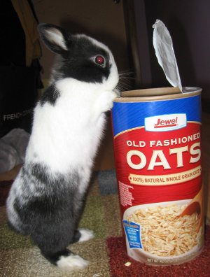 Wilford Brimley MUST DIE! bunny with Quaker Oats