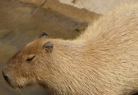 snorf snorf snorf capybara swimming