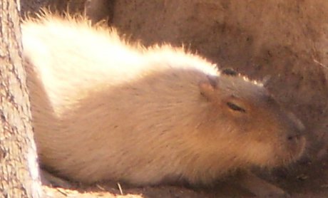GO AWAY. TIRED. capybara in San Diego Zoo snoozing