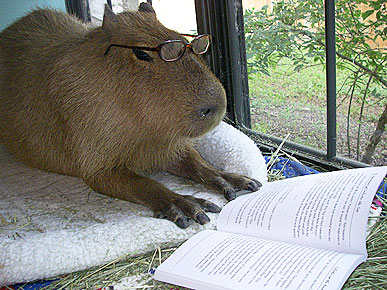 Let's consider what 'The Eumenides' is saying about ancient Greek society capybara reading book