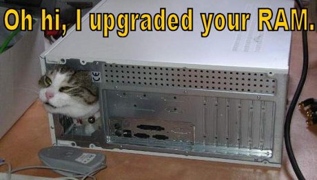 Are have fan upgrade nao cat in computer case, caption 'O HAI! I upgraded your RAM'