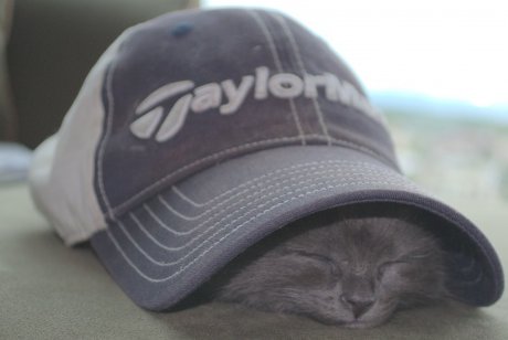 you wish you was this comfy cat under baseball cap