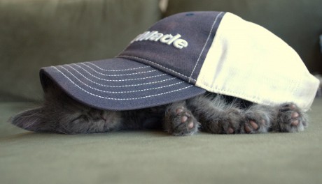 yeah, I'm sleeping RIGHT HERE kitten sleeping under baseball cap
