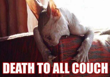 I WILL DESTROY TEH COUCH! hairless cat attacking a couch, caption 'Death to all couch'