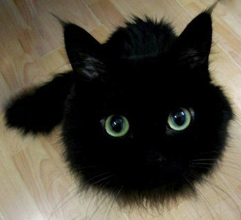 I am NOT a Miyazaki soot sprite! very fluffy black cat