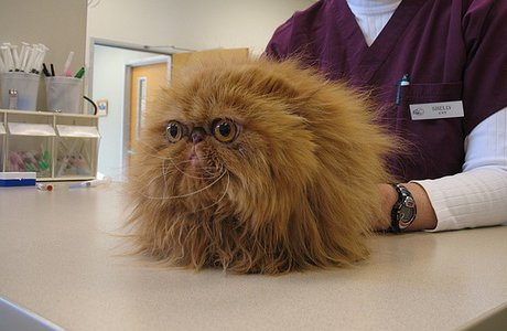 WHAAAAT? smooshy-faced cat that looks like a version of Fizzgig from 'The Dark Crystal'
