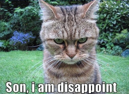Yes. Totally. cat saying 'Son, I am disappoint'