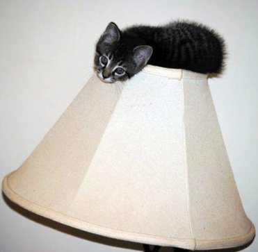 the lampshade's wearing ME as a hat, AWRIGHT!!!1! whoo! kitten sitting on top of a lampshade