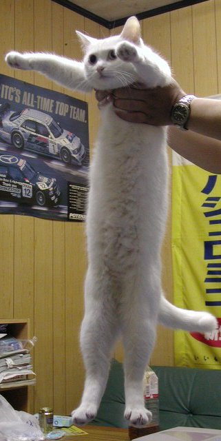 longcat is LONG longcat