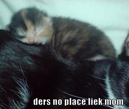 no, there certainly isn't kitten sleeping on its mother's back, saying 'there's no place like mom'
