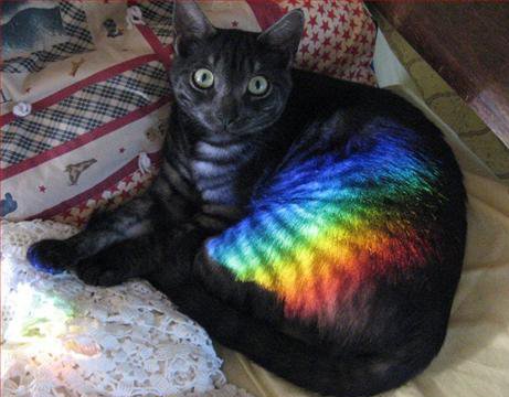 no, you cannot has destroyed hard disk cat with rainbow across it