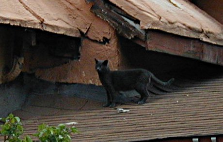 it's not hot tin, but it'll do cat on a rooftop in Santa Fe